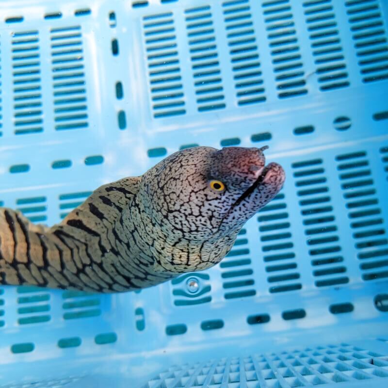 近海産海水魚、甲殻類、海洋生物、深海生物、深海魚