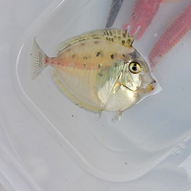 画像2: 《近海産海水魚》テングハギ属の幼魚（未同定）…ハンドコート個体