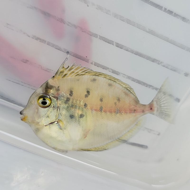 画像1: 《近海産海水魚》テングハギ属の幼魚（未同定）…ハンドコート個体