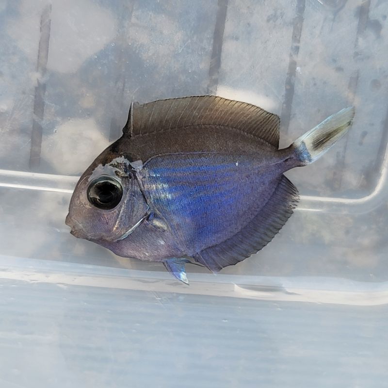 画像2: 《近海産海水魚》ヒラニザ幼魚(画像の個体です)…当店ハンドコート採取