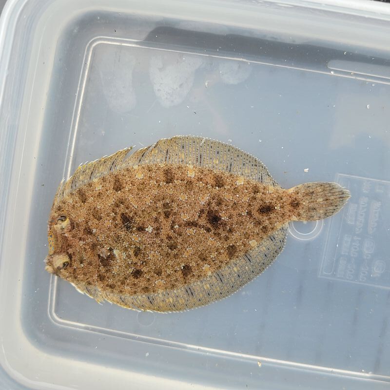 画像1: 《近海産海水魚》モンダルマガレイ（画像の個体です）…ハンドコート採取