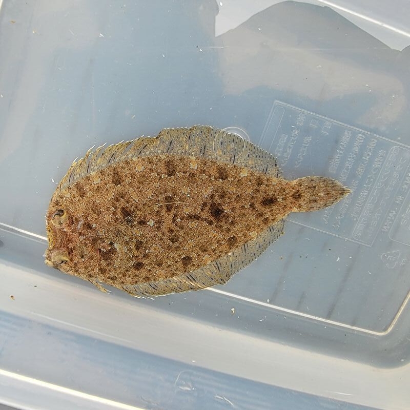 画像3: 《近海産海水魚》モンダルマガレイ（画像の個体です）…ハンドコート採取