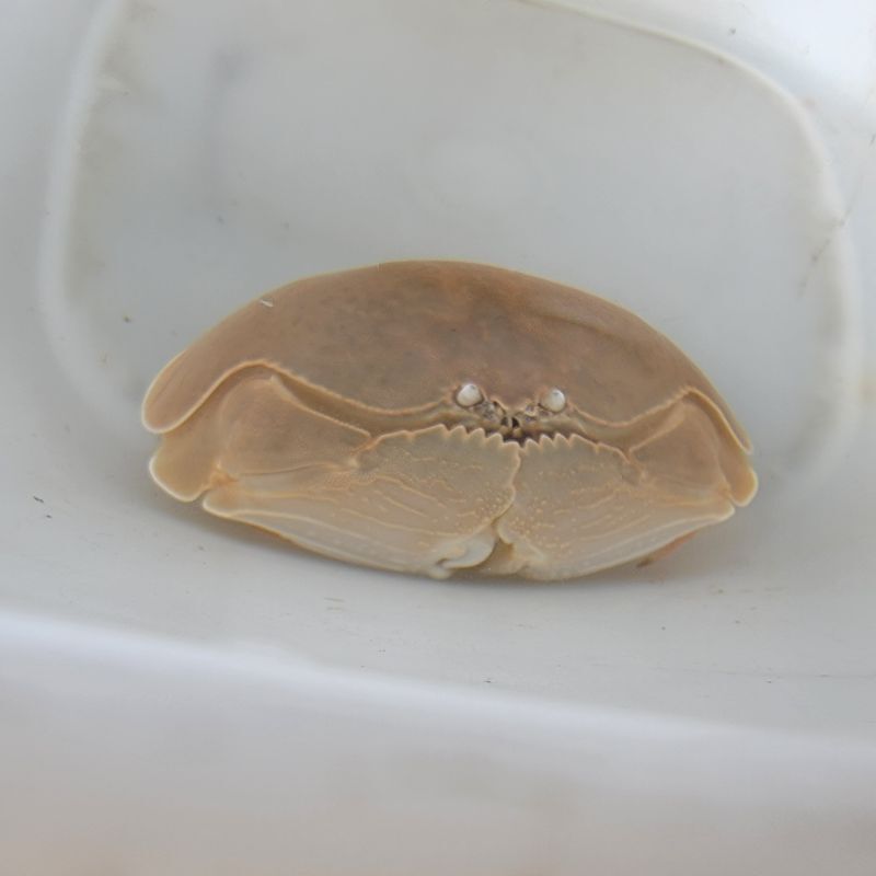 画像2: 《近海産甲殻類》マルソデカラッパ（Sサイズのフリー個体）