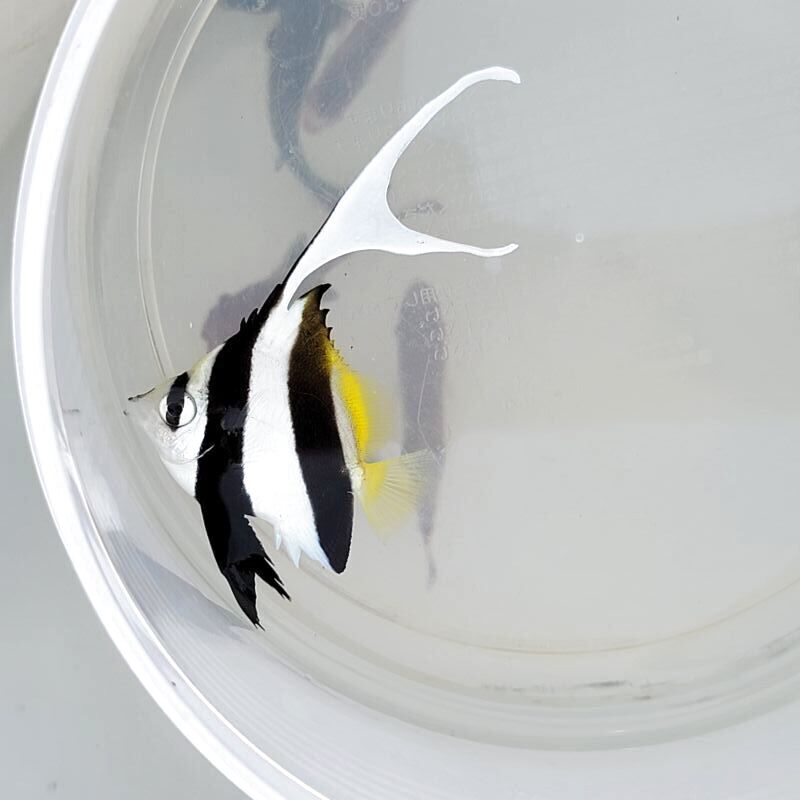 画像3: 《近海産海水魚》【ウルトラレア】ハタタテダイ幼魚（背鰭第4棘ダブルフィン）個体・・・当店ハンドコート個体