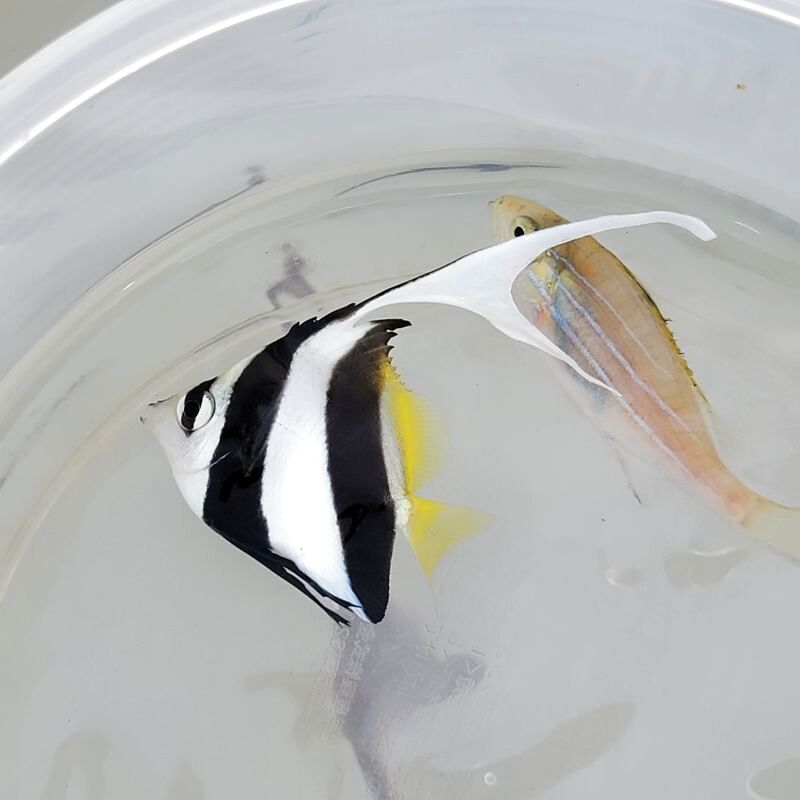 画像2: 《近海産海水魚》【ウルトラレア】ハタタテダイ幼魚（背鰭第4棘ダブルフィン）個体・・・当店ハンドコート個体