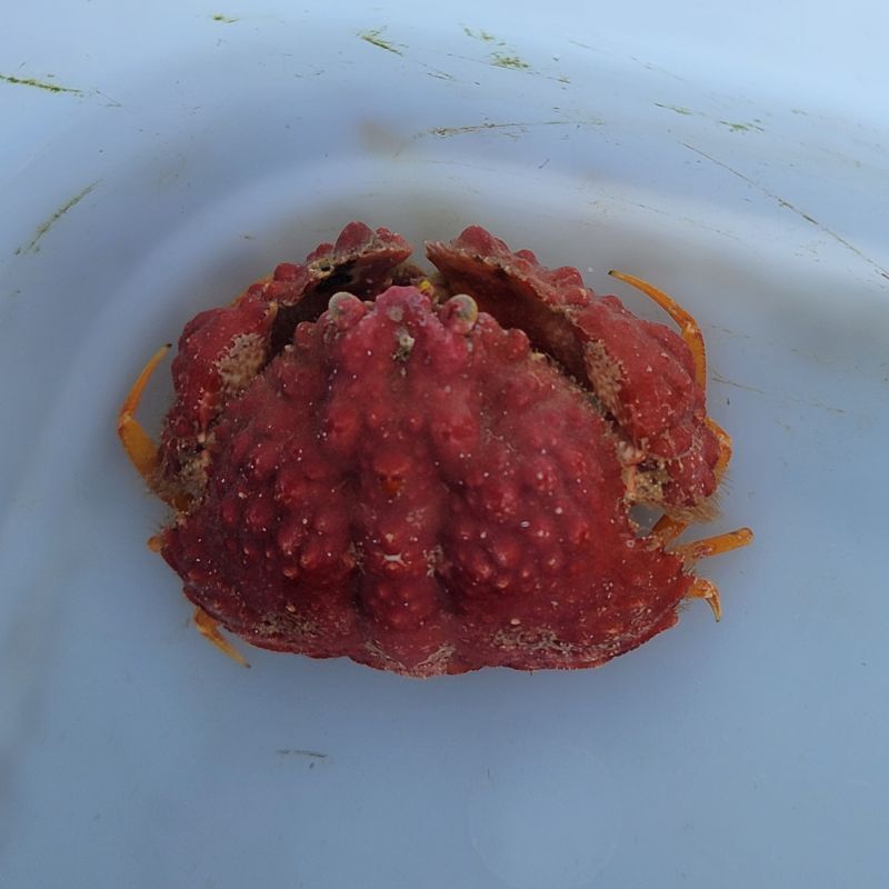 画像3: 《近海産甲殻類》コブカラッパ(画像の個体です)…ハンドコート採取