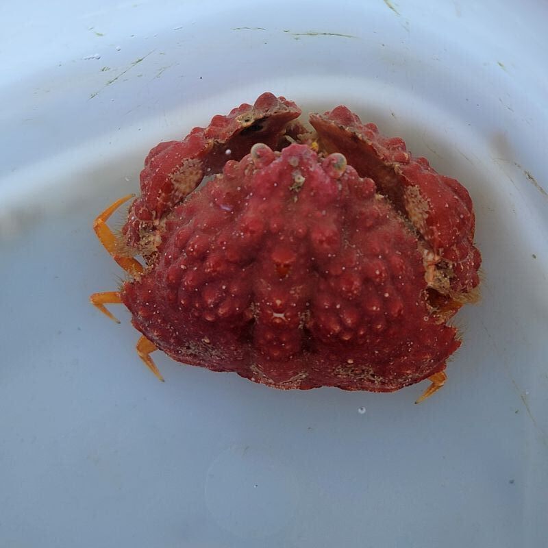画像2: 《近海産甲殻類》コブカラッパ(画像の個体です)…ハンドコート採取