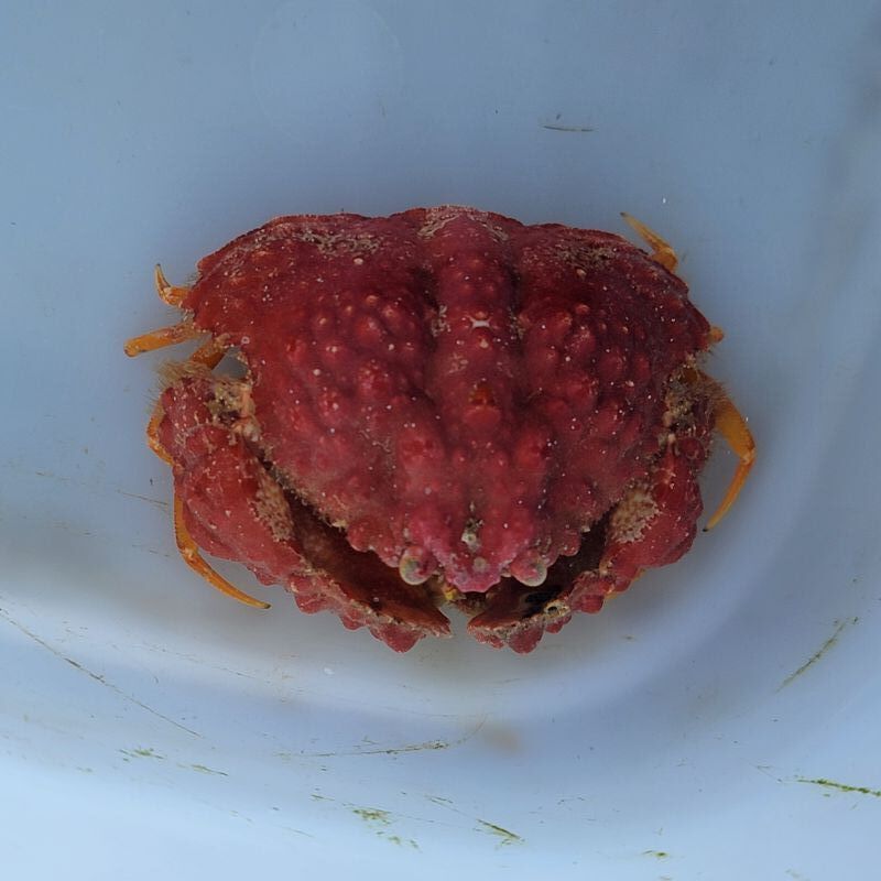 画像1: 《近海産甲殻類》コブカラッパ(画像の個体です)…ハンドコート採取