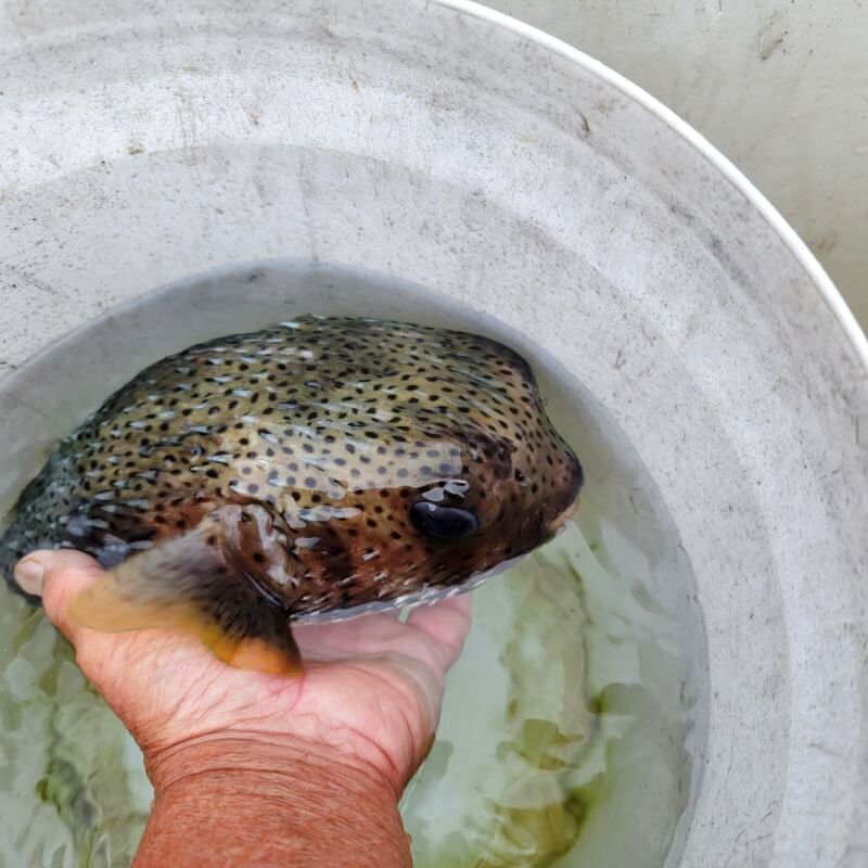 画像1: 《近海産海水魚》ネズミフグ(Lサイズ)画像の個体です…ハンドコート採取