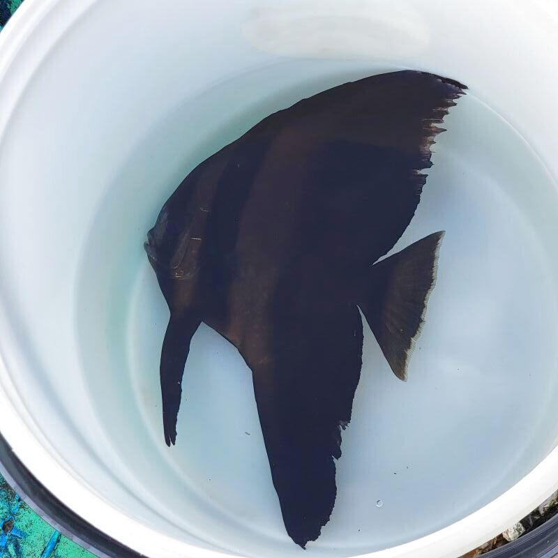 画像3: 《近海産海水魚》ツバメウオ　(Ｍサイズ)…ハンドコート採取