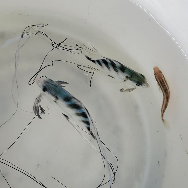 画像2: 《近海産海水魚》イトヒキアジ（1匹）…ハンドコート採取
