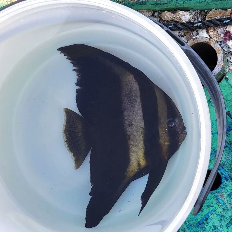 画像2: 《近海産海水魚》ツバメウオ　(Ｍサイズ)…ハンドコート採取
