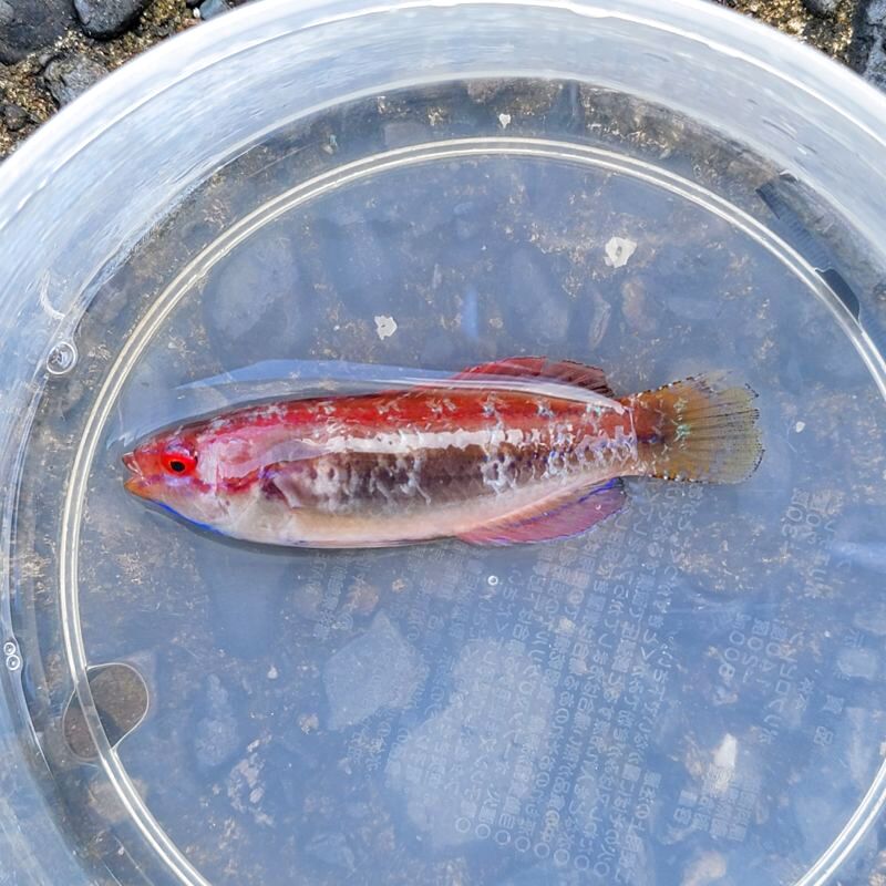 画像2: 《近海産海水魚》イトヒキベラ雌…ハンドコート採取