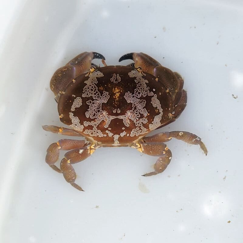 画像1: 《近海産甲殻類》スベスベマンジュウガニ(フリーサイズ)…ハンドコート採取
