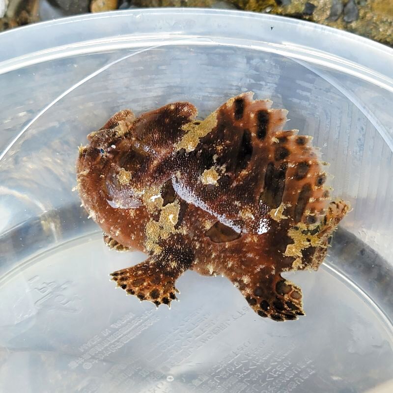 画像3: 《近海産海水魚》カエルアンコウ（画像の個体です）・・ハンドコ ート採取