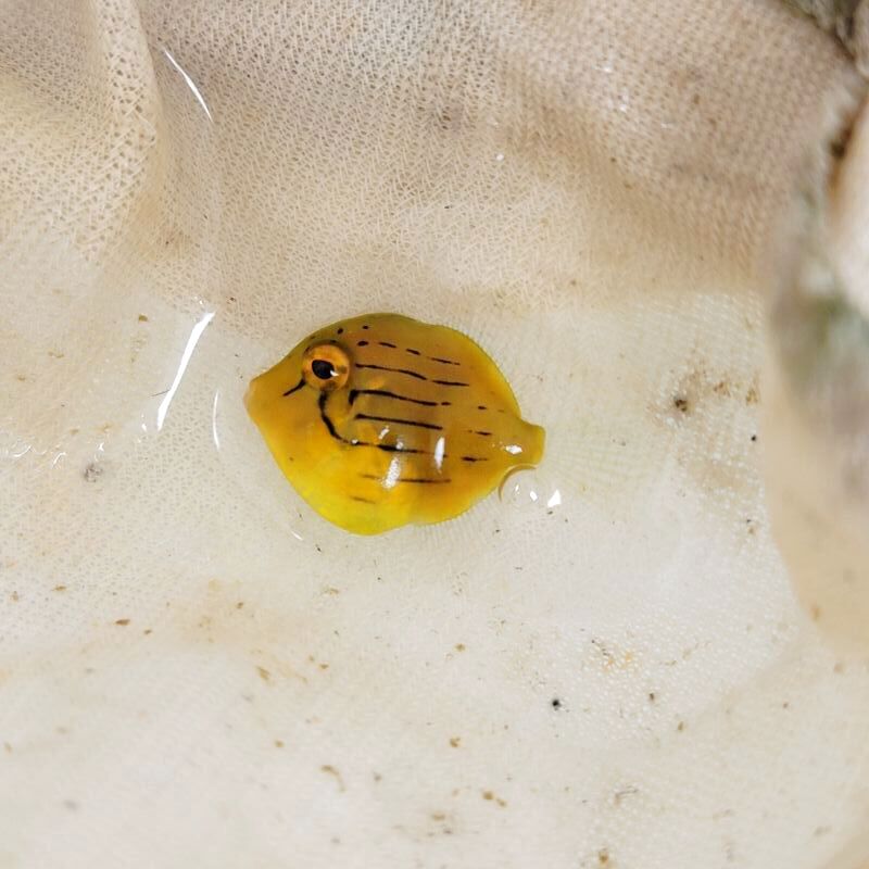 画像3: 《近海産海水魚》【珍サイズ】アオサハギ幼魚…ハンドコート採取