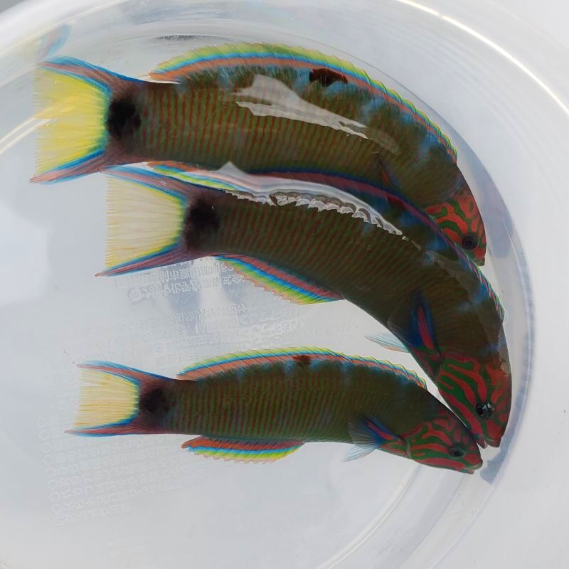 画像1: 《近海産海水魚》オトメベラ幼魚（1匹）…当店ハンドコート採取