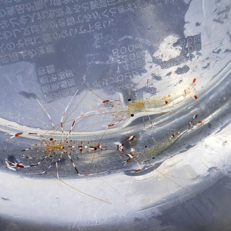 画像1: 《近海産甲殻類》クリーナーシュリンプ・・ハンドコート採取