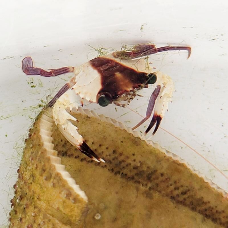 画像1: 《近海産甲殻類》ガザミの仲間(画像の個体です)…ハンドコート採取