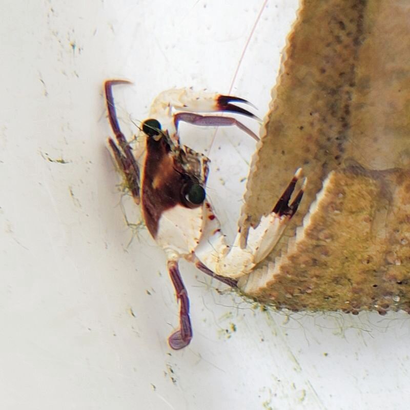 画像2: 《近海産甲殻類》ガザミの仲間(画像の個体です)…ハンドコート採取