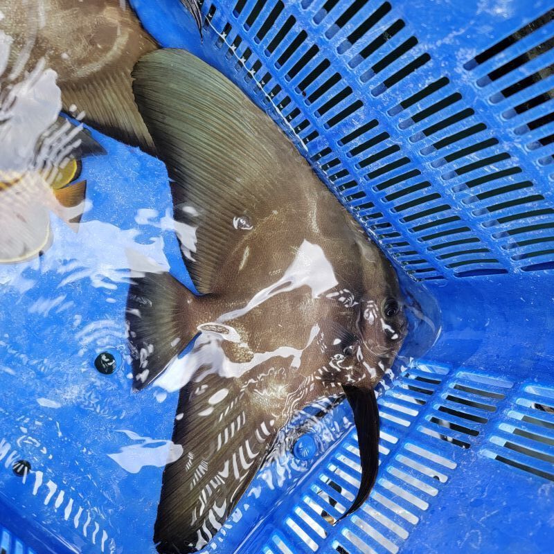 画像5: 《近海産海水魚》ツバメウオ　(Ｍサイズ)…ハンドコート採取