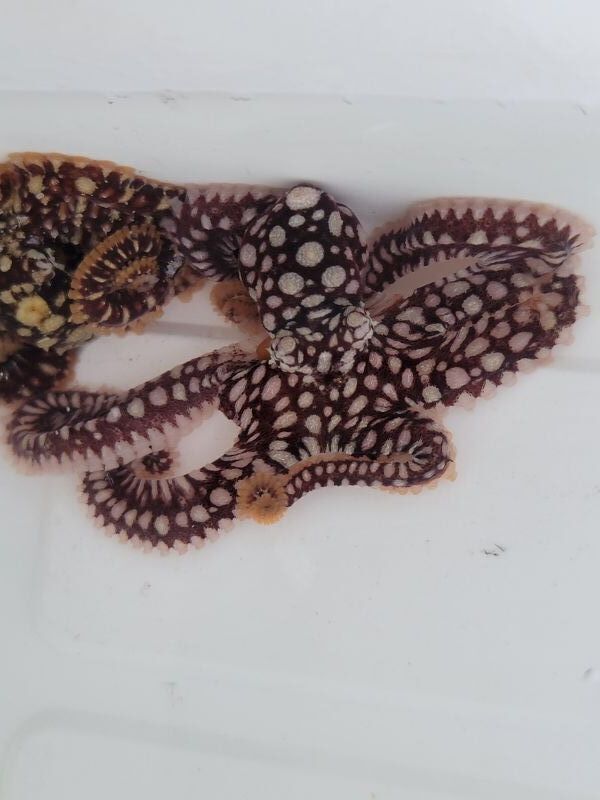画像2: 《近海産甲殻類》激レアサイズのワモンダコ(画像の個体です)1匹…当店ハンドコート採取