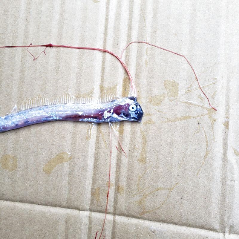 画像2: 《外洋性深海魚》☆★☆リュウグウノツカイ（画像の個体です）冷凍個体‥近海採取