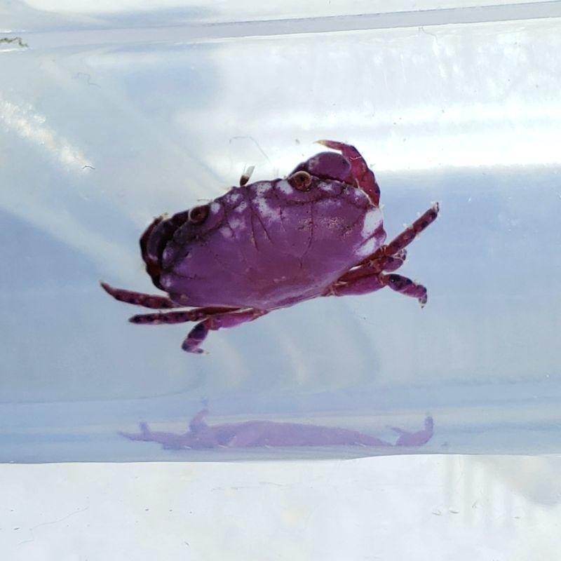 画像1: 《近海産甲殻類》ベニオウギガニ（？）…ハンドコート採取