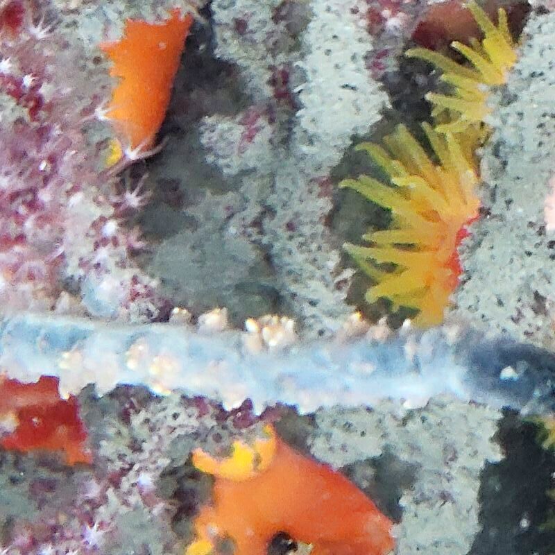 画像1: 《近海産海洋生物》ムチカラマツ(カット物)…画像の桃系ポリプ色です