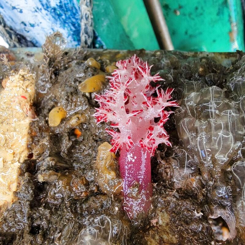 画像1: 《近海産海洋生物》当店生け簀繁殖のトゲトサカ(Sサイズのフリー個体)