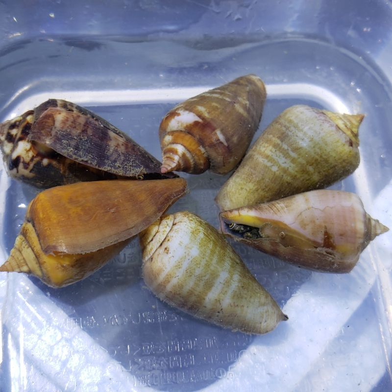 画像1: 《近海産甲殻類》マガキガイ 3個セット…ハンドコート採取