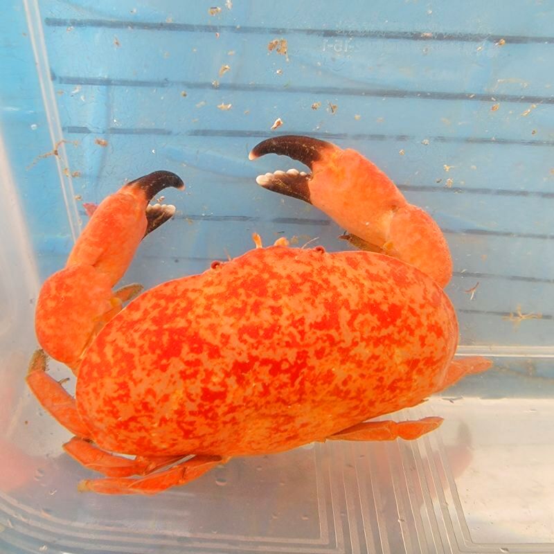 画像1: 《近海産甲殻類》アカマンジュウガニ（画像の個体です）…ハンドコート採取