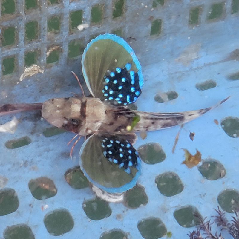 画像3: 《近海産海水魚》ホウボウのSサイズのフリー個体(1匹)…激美（ハンドコート採取）