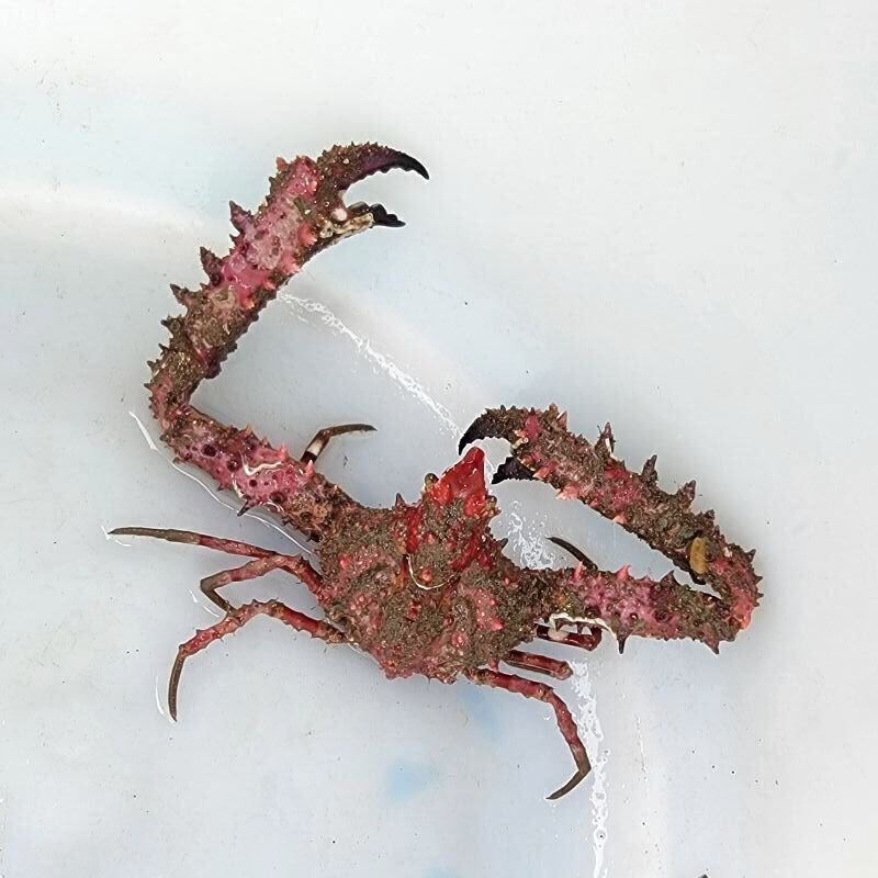 画像2: 《近海産甲殻類》ツノダシヒシガニ（画像の個体です）…