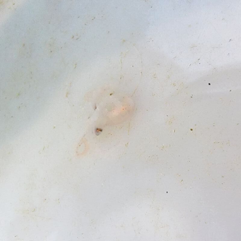 画像3: 《近海産甲殻類》タコの一種(ベビー）…当店ハンドコート採取