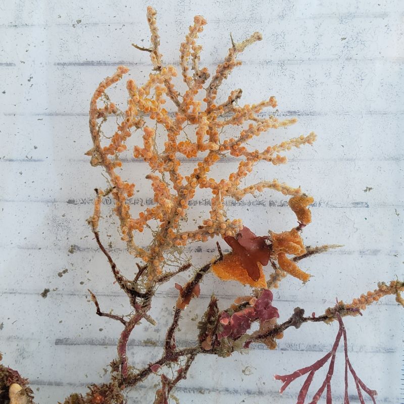 画像3: 《近海産海洋生物》トゲナシヤギ　朽ち木