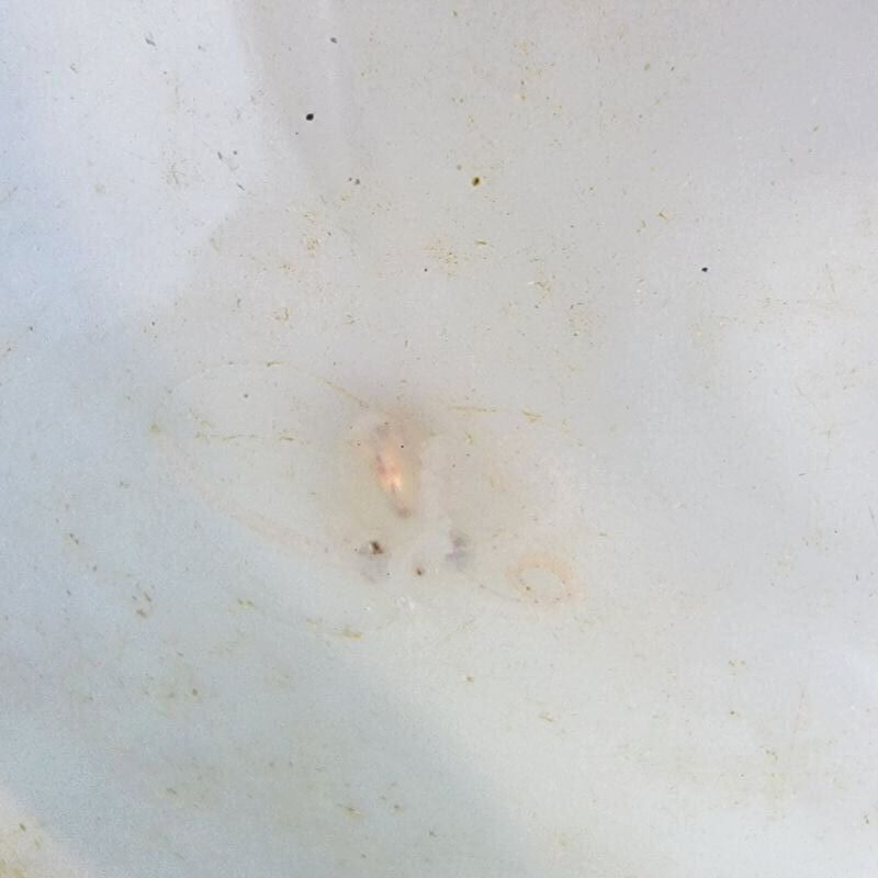 画像2: 《近海産甲殻類》タコの一種(ベビー）…当店ハンドコート採取