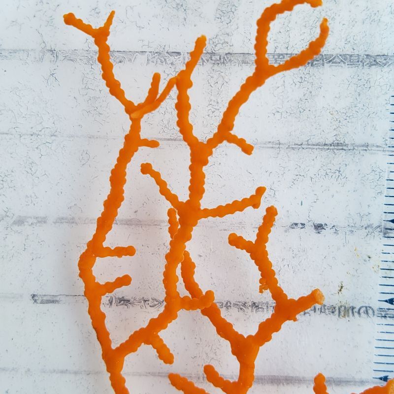 画像2: 《近海産海洋生物》イソバナ　オレンジ系