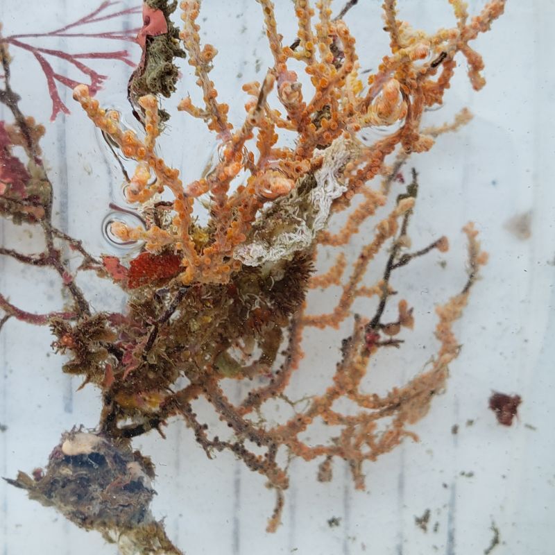 画像2: 《近海産海洋生物》トゲナシヤギ　朽ち木