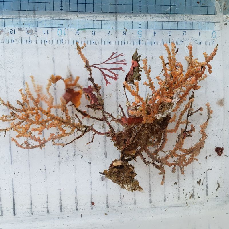 画像1: 《近海産海洋生物》トゲナシヤギ　朽ち木