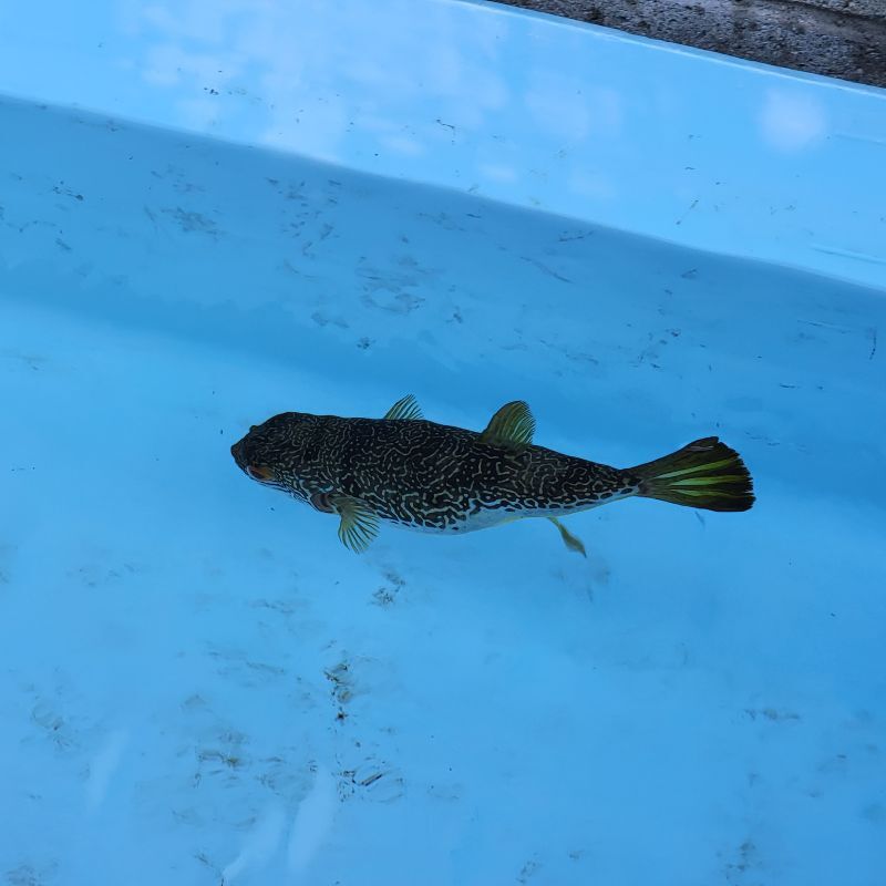 画像1: 《近海産海水魚》ムシフグ(1匹)…ハンドコート採取
