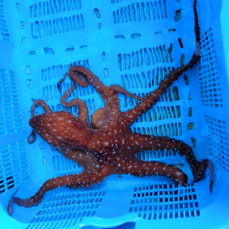 画像3: 《近海産甲殻類》サメハダテナガダコ(MLサイズ)…ハンドコート採取