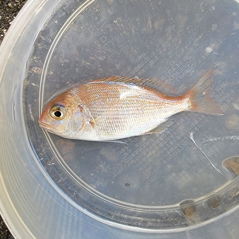 画像5: 《近海産海水魚》チダイ　幼魚（1匹）…ハンドコート採取