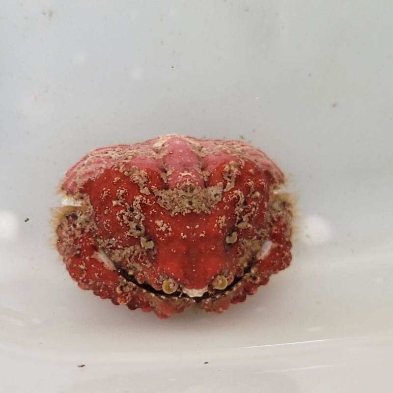画像2: 《近海産甲殻類》コブカラッパ（画像の個体です）雌個体 …