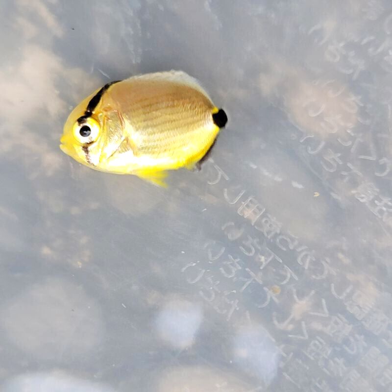 画像3: 《近海産海水魚》☆☆ミスジチョウチョウウオ幼魚(レアサイズ)…当店ハンドコード