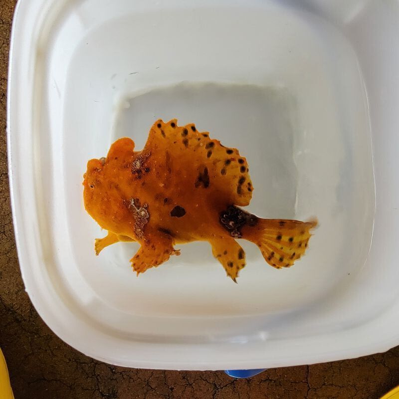 画像2: 《近海産海水魚》カエルアンコウ（画像の個体です）・・ハンドコ ート採取