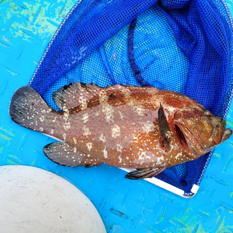 画像2: 《近海産海水魚》激レア☆★アザハタ　variation（Lサイズ）30センチ±2センチ…ハンドコート採取