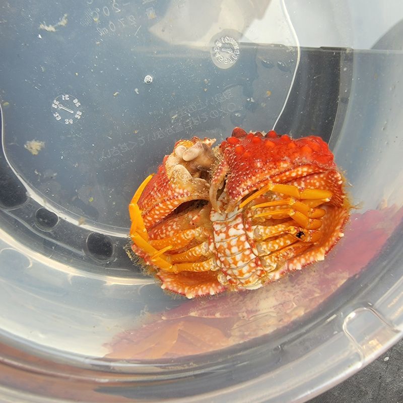 画像3: 《近海産甲殻類》コブカラッパ（画像の個体です） …赤が非常に強く出ている個体です！