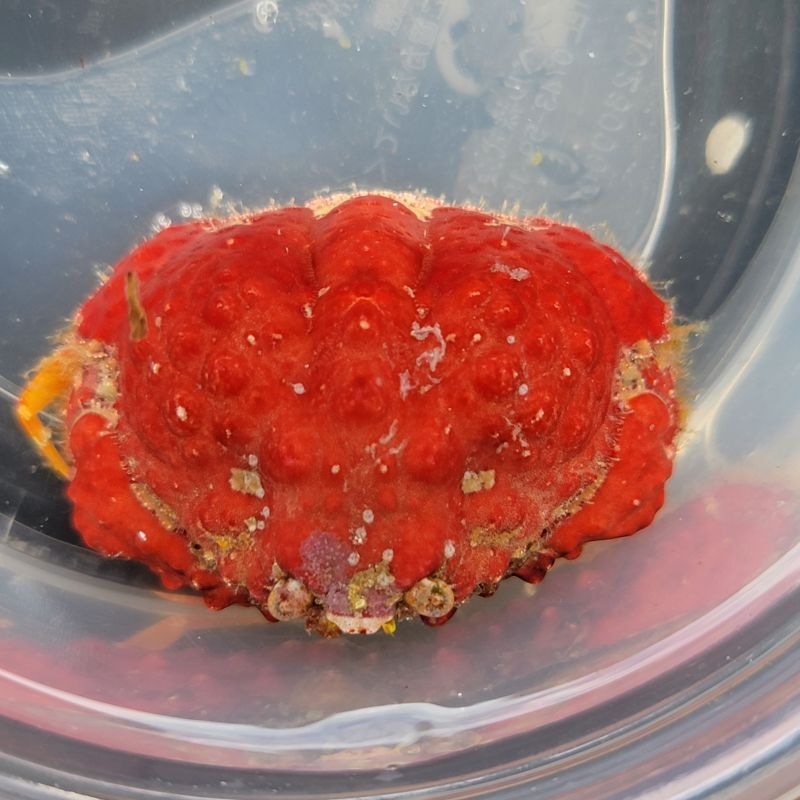 画像2: 《近海産甲殻類》コブカラッパ（画像の個体です） …赤が非常に強く出ている個体です！