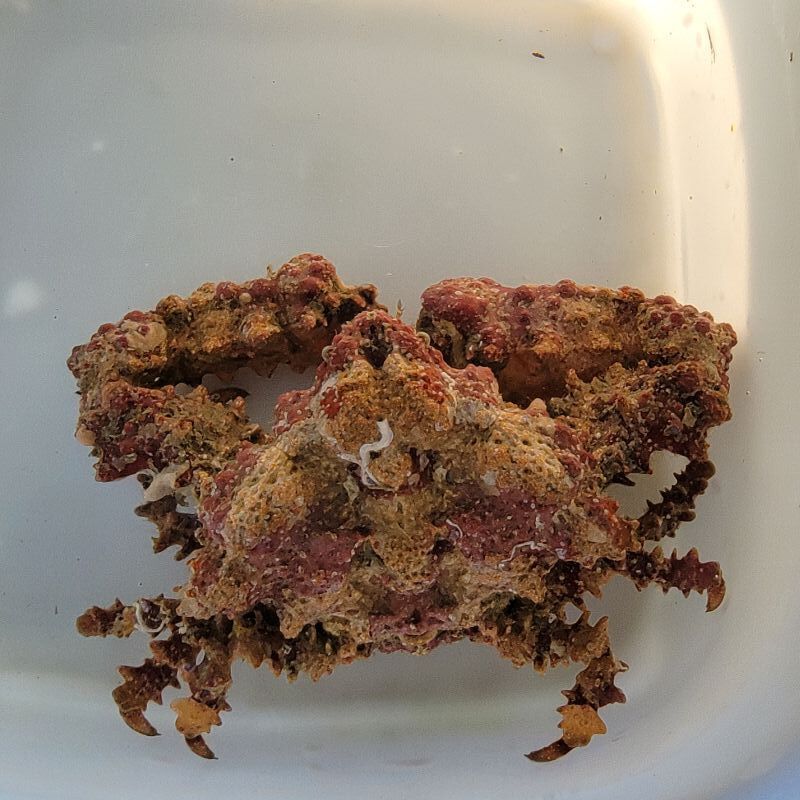 画像1: 《近海産甲殻類》熊野灘産のカルイシガニ（XLサイズ）・・・ハンドコート採取